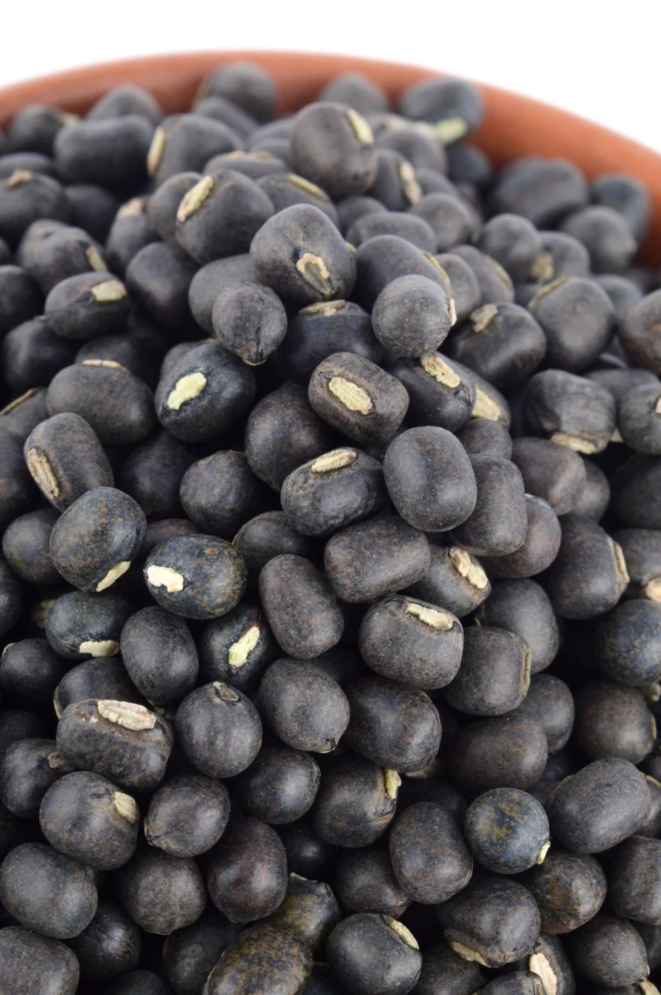 Urad Seeds (Vigna mungo) used in Quality LAL TEL